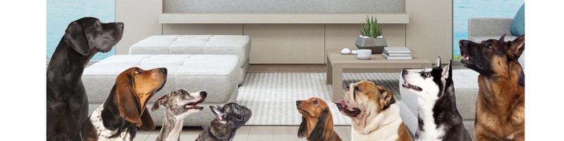 �����擾�����z���u�J�i�K���f���^���h�b�O�t�[�h�v���T�C�g